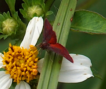 [The moth is perched on the thick yellow stamen of a spanish needle flower with its hind legs on a blade of grass which lies atop one white flower petal. The moth has burgundy red top wings and a lighter red rear wings. The legs are light gray.]